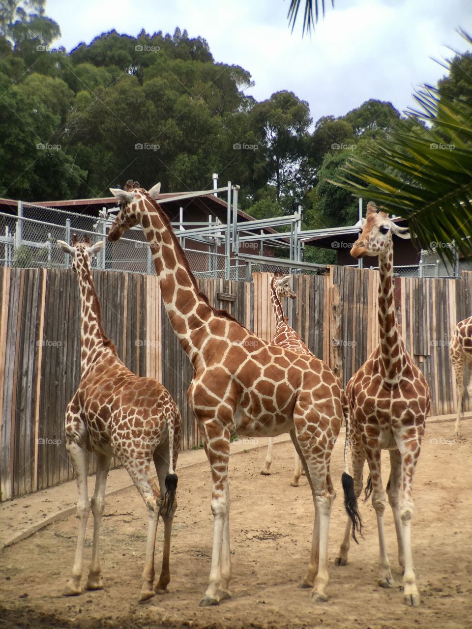 Giraffes at Zoo 