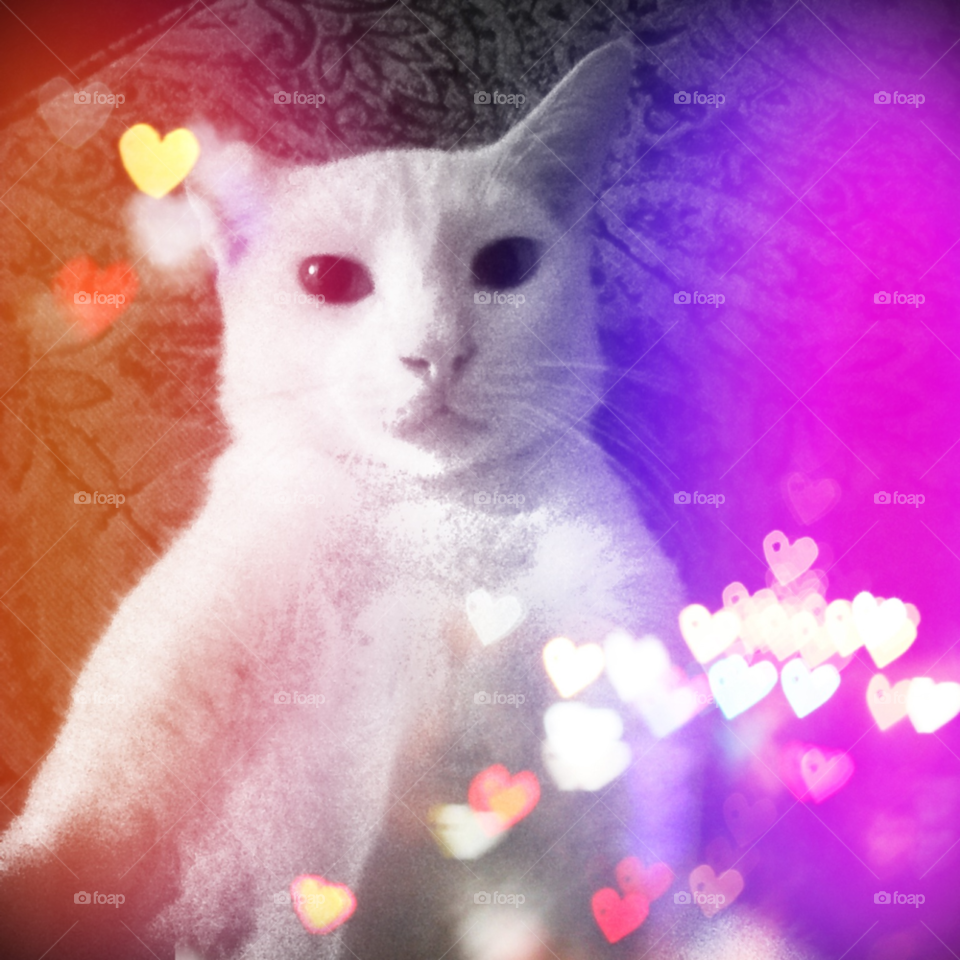 white cat pet by lightanddrawing