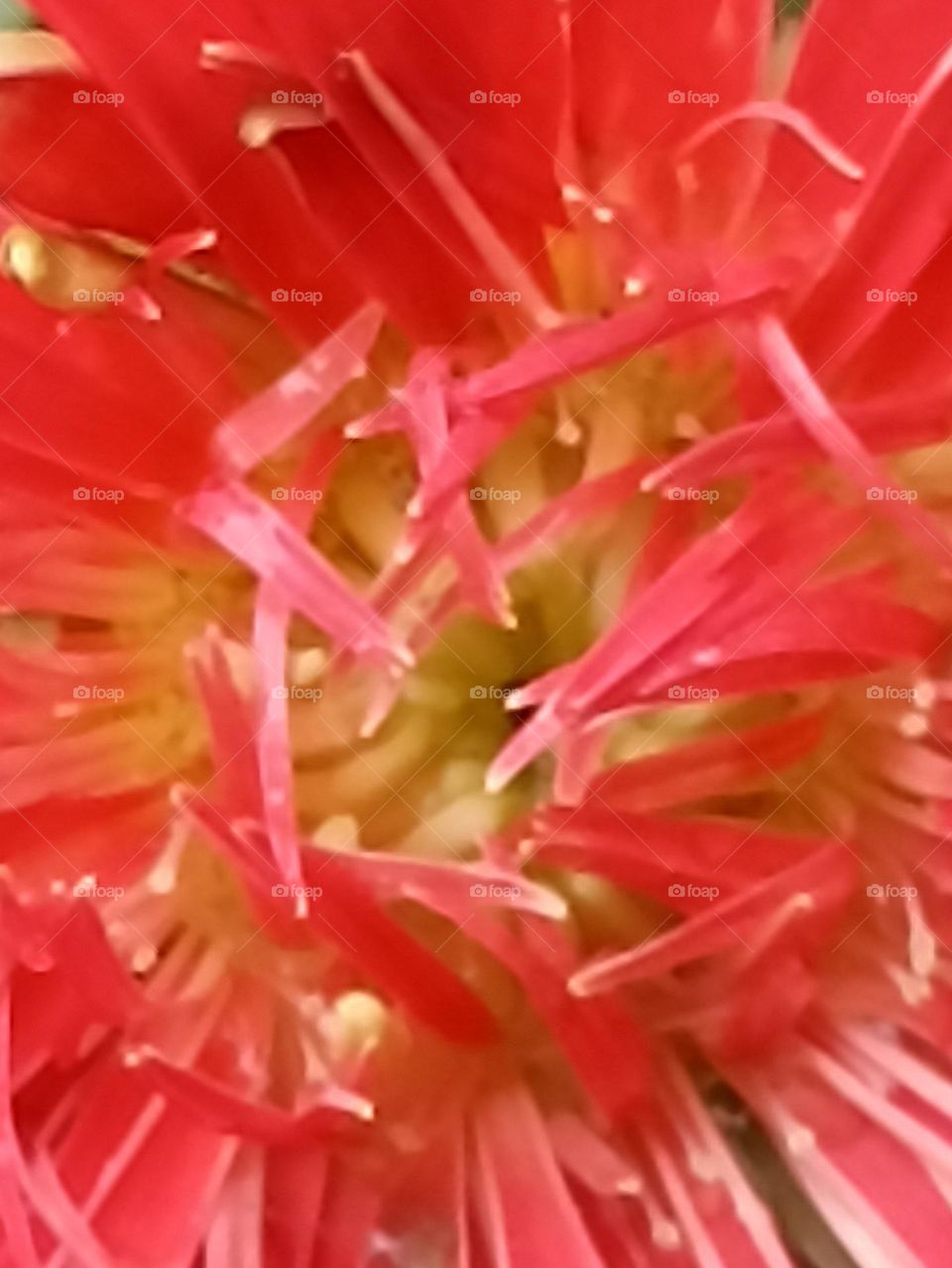 beauty is everywhere each petal is beautiful