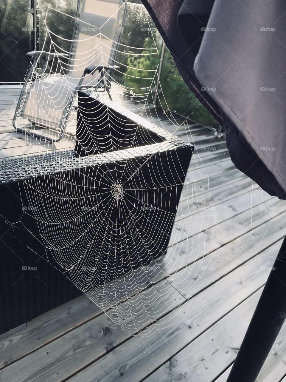 Spider web with water drops 
