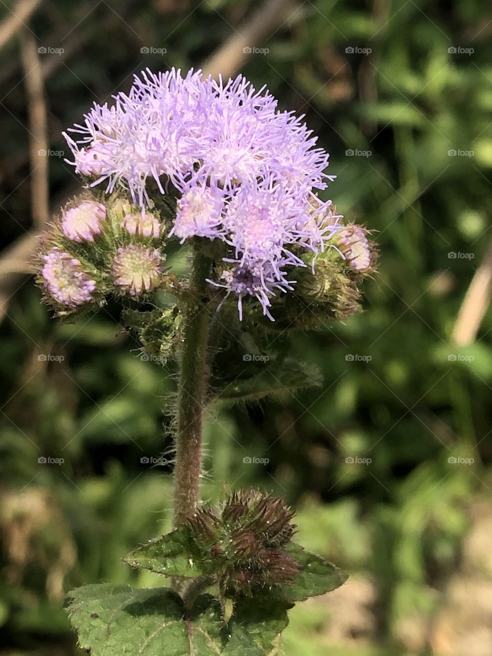 AGERATUM a tough plant that is a favorite for many gardens. Beautiful blue annuals known for their powder puff blooms.