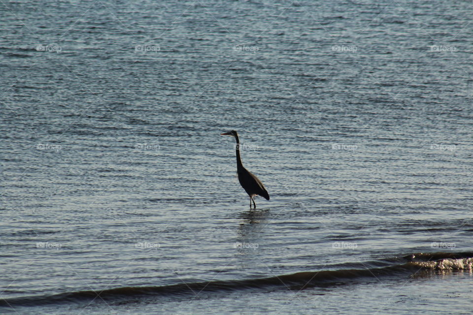 Lone Heron