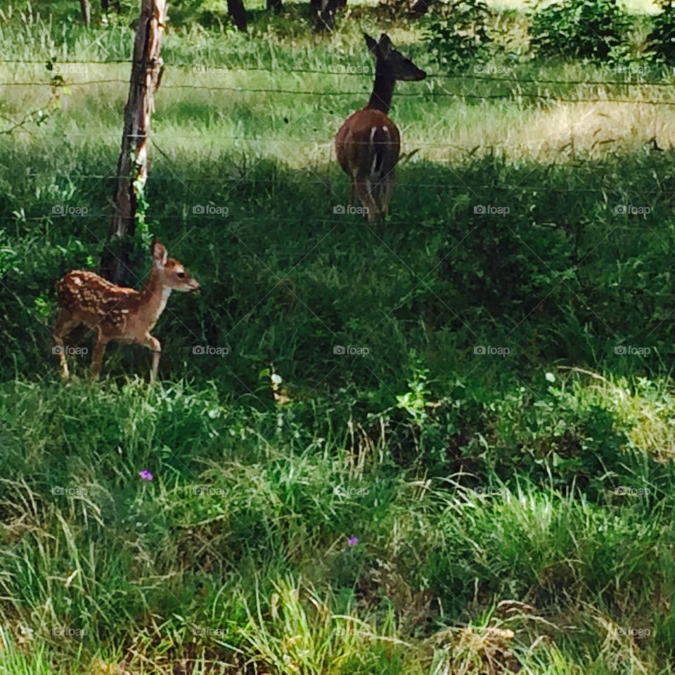 Doe and fawn 