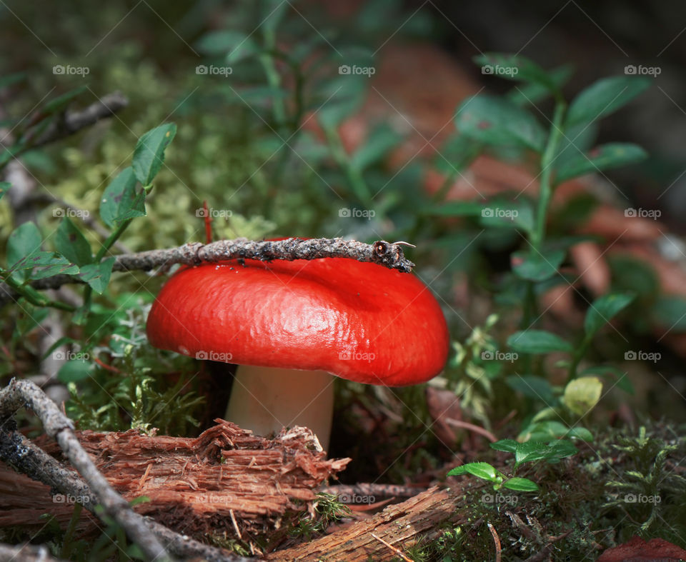 very bright red mushroom