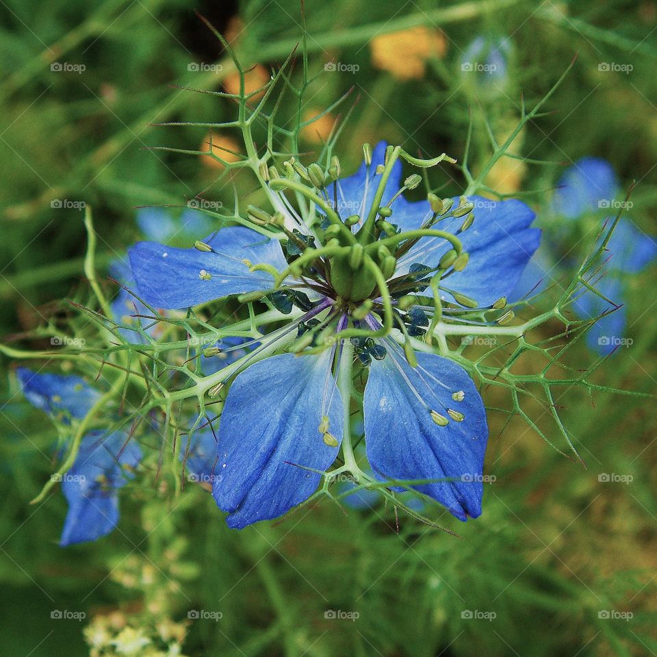 Nigella