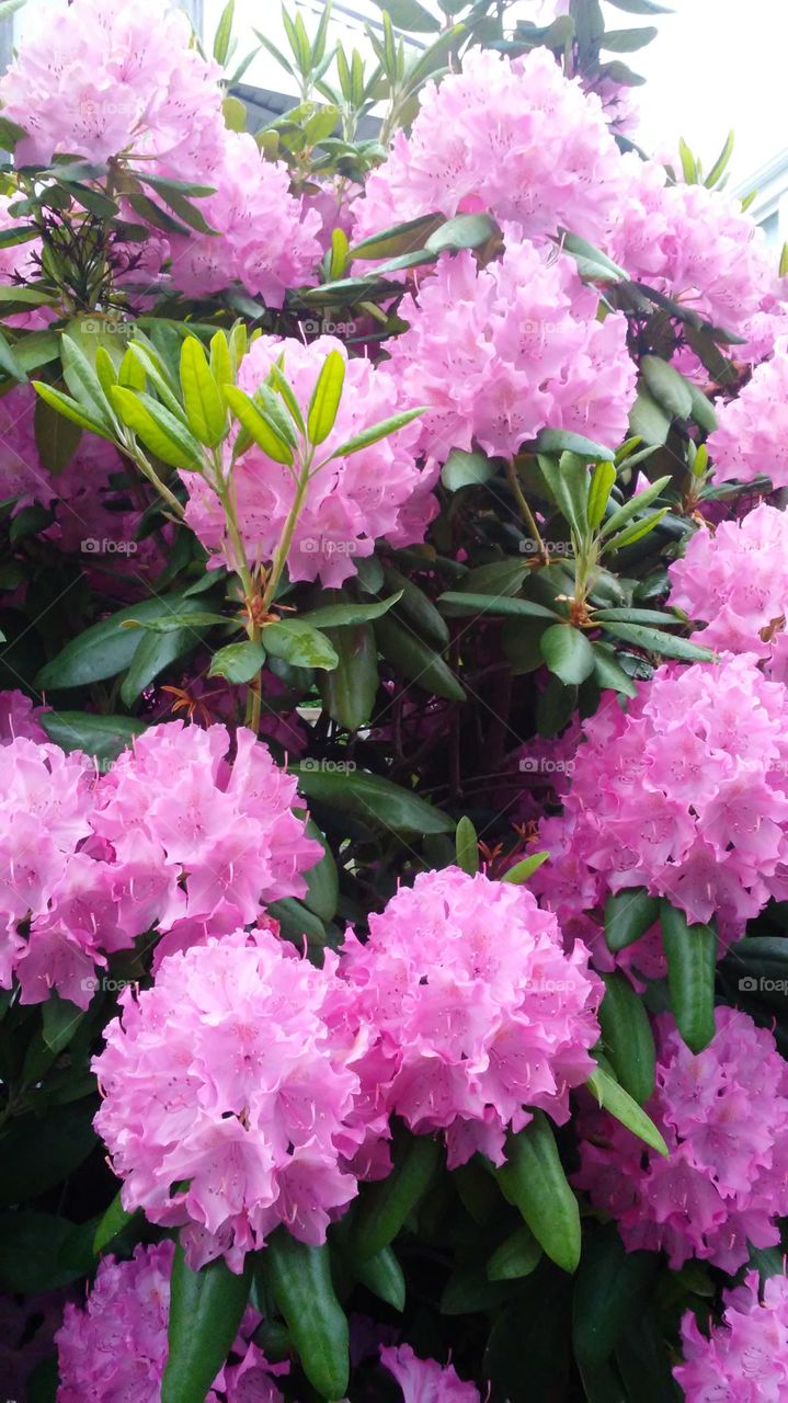 Flower, Garden, Leaf, Floral, Flora