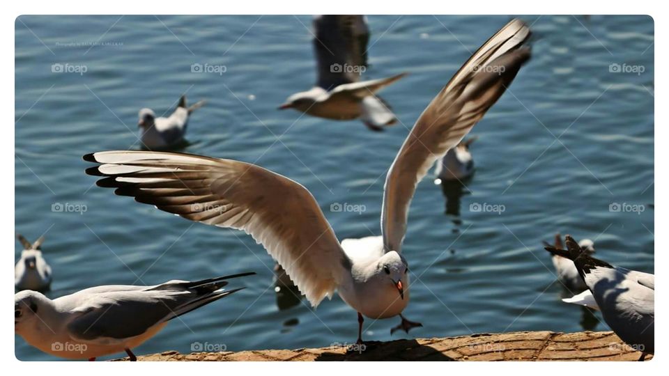 flying birds