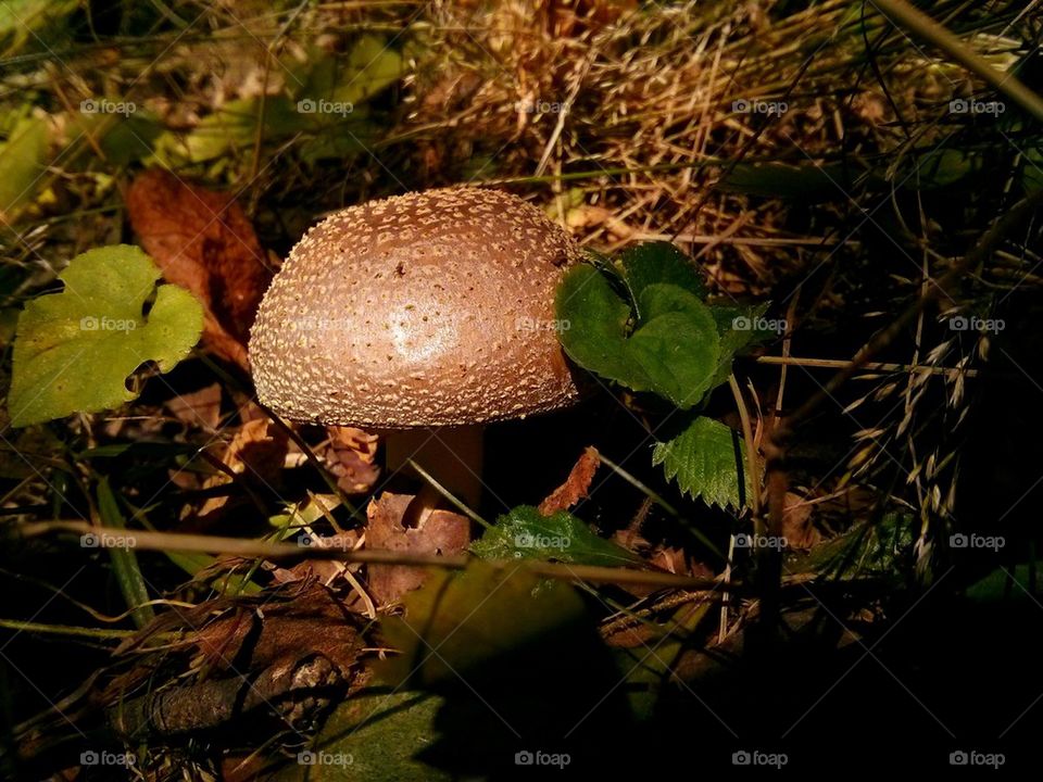 Mushroom