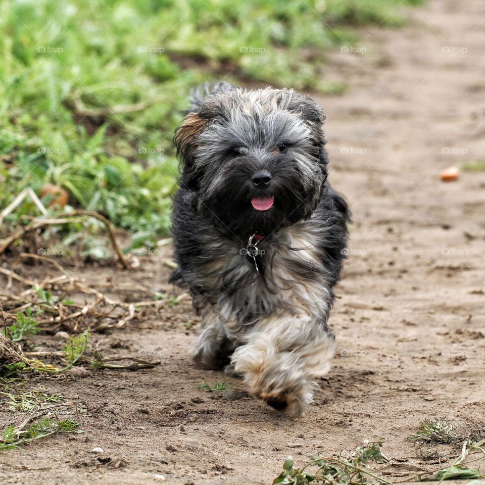 Toy Dog Walking. A small toy dog puppy with a shaggy coat out for a walk along a sandy path.