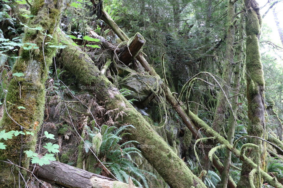 Moss covered fallen trees on Vancouver Island