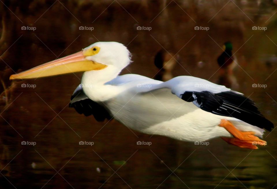 American White Pelican in Flight