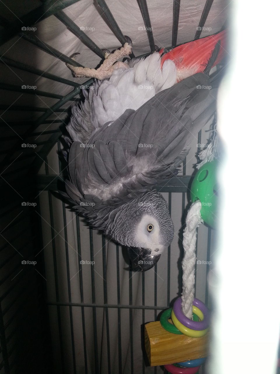 Upside down parrot. Congo African Grey hanging upside-down