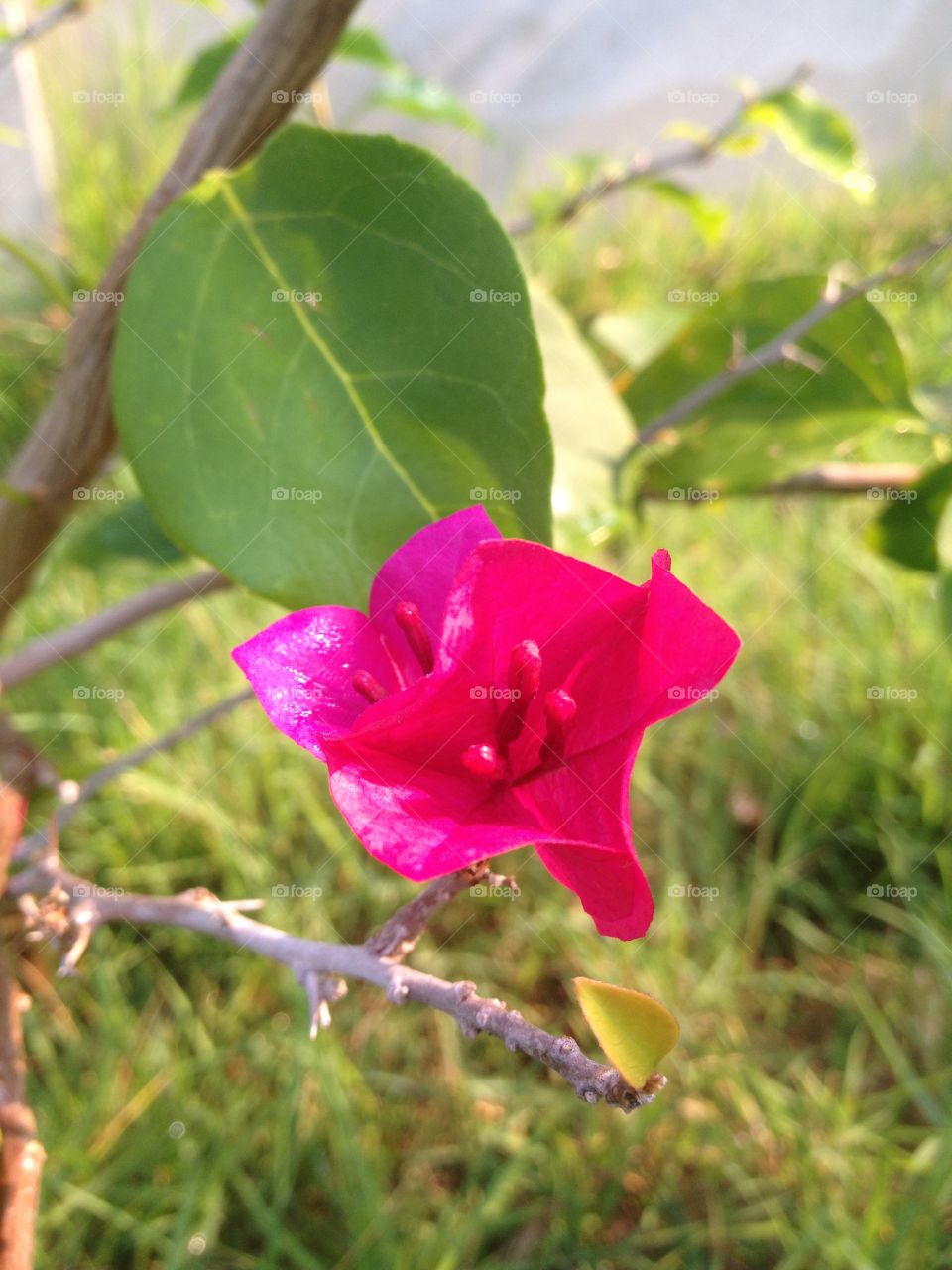 Bougainvillea , red flower on green grass background.