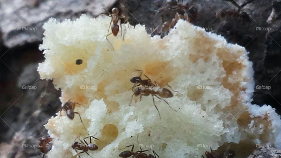 These tiny speed racers are toting a lovely sweet dinner home to camp. I bet they don't munch on the way