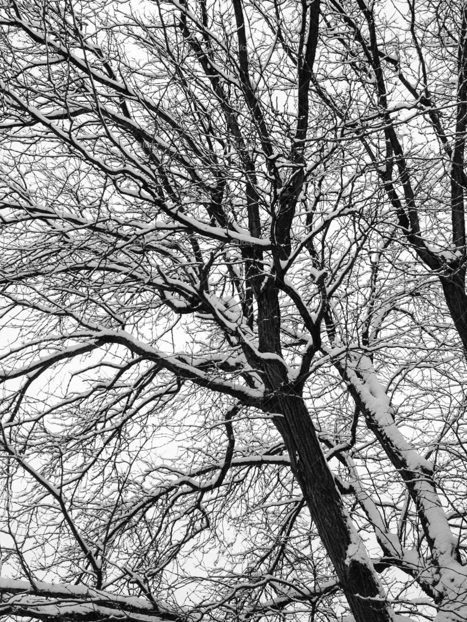 Snowy branches