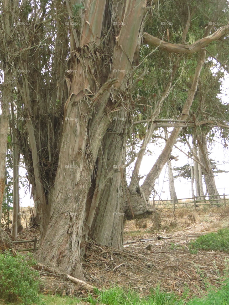 Peeling eucalyptus tree