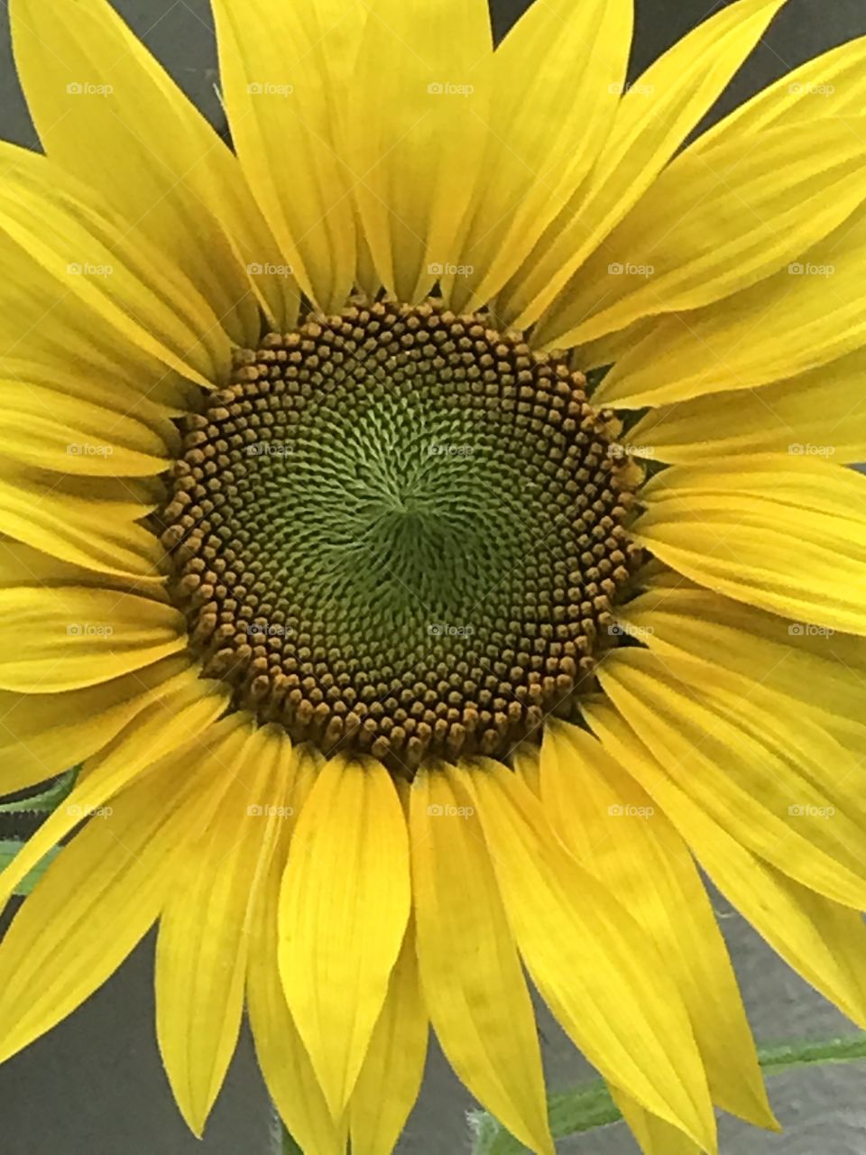 Fractal sunflower 