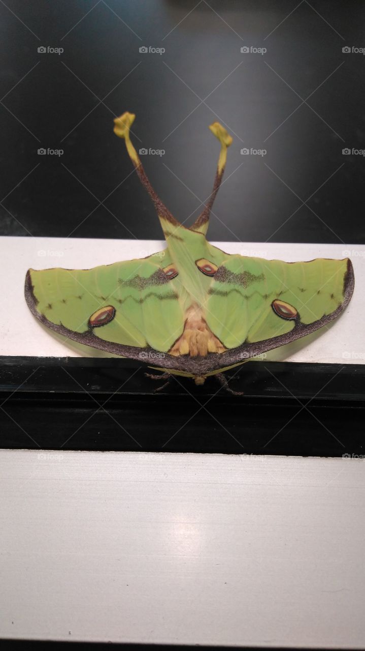 Large Moth