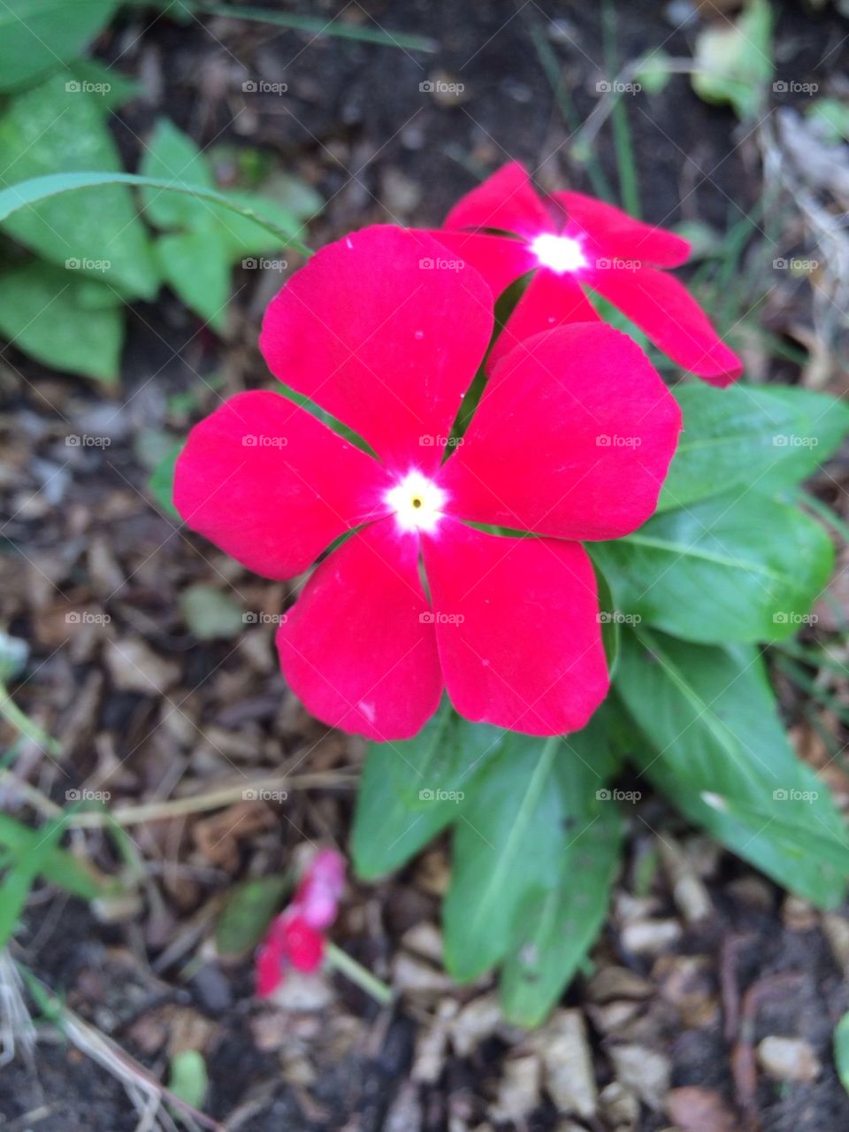 Bright Red Flower