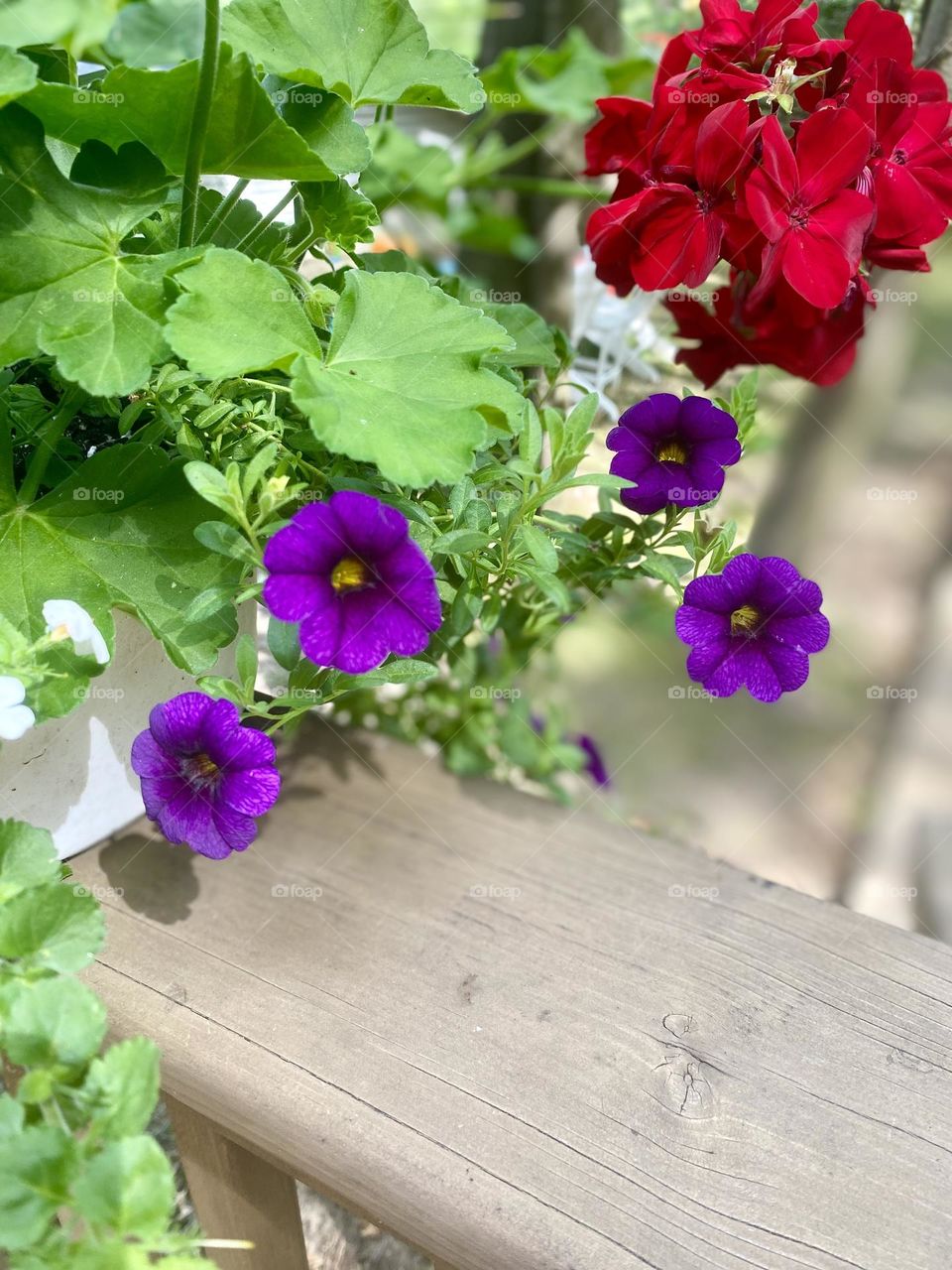 This image shows a lovely grouping of flowers arranged in a flower box on a deck. The flowers are a mix of purple and red hues, adding a vibrant and natural touch to the outdoor cottage setting. 