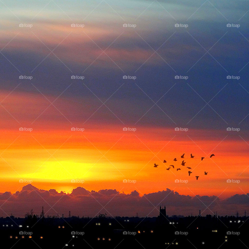 Sunset view of birds flying in sky
