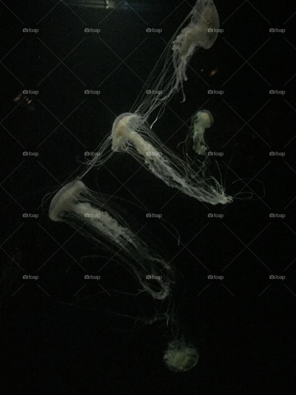 Medusa, aquarium in  Lisbona, Spain!