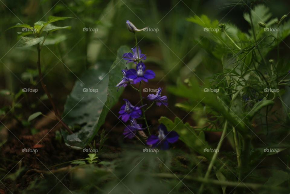 Violet in garden