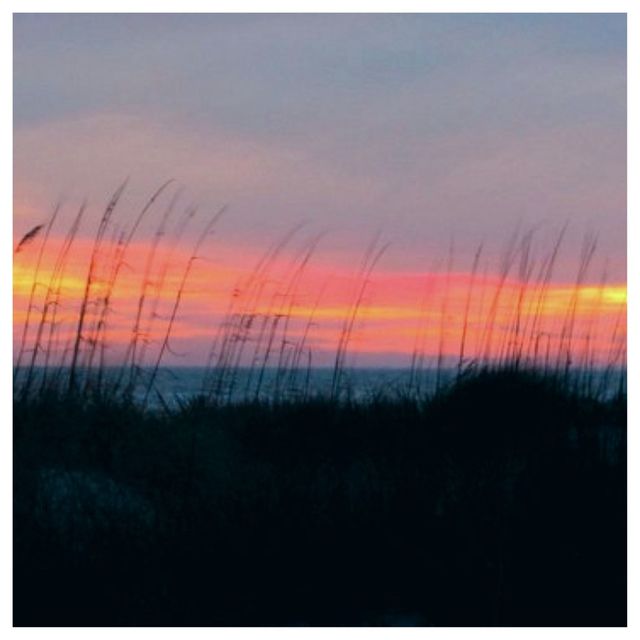 Sea oats at Sunset