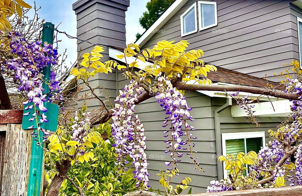 Wisteria Purple blend