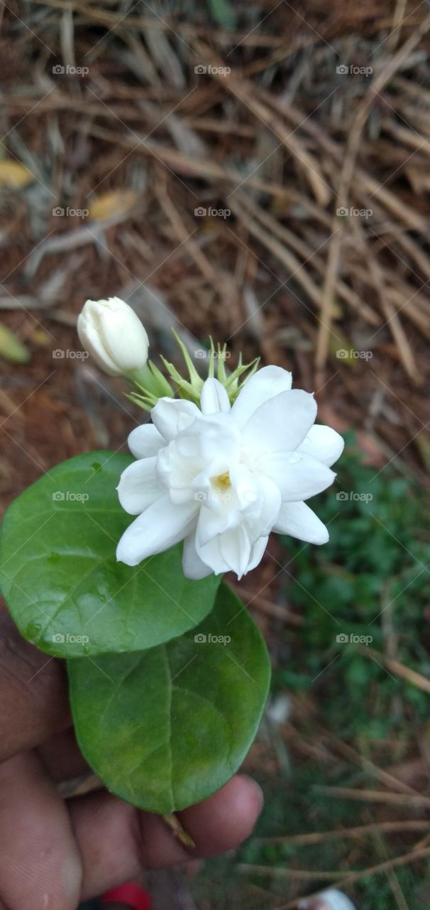 jsiman flower