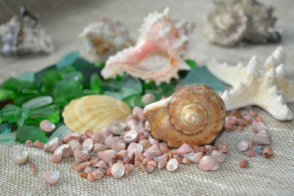 Shell, Seashell, Shellfish, Sea, Nature