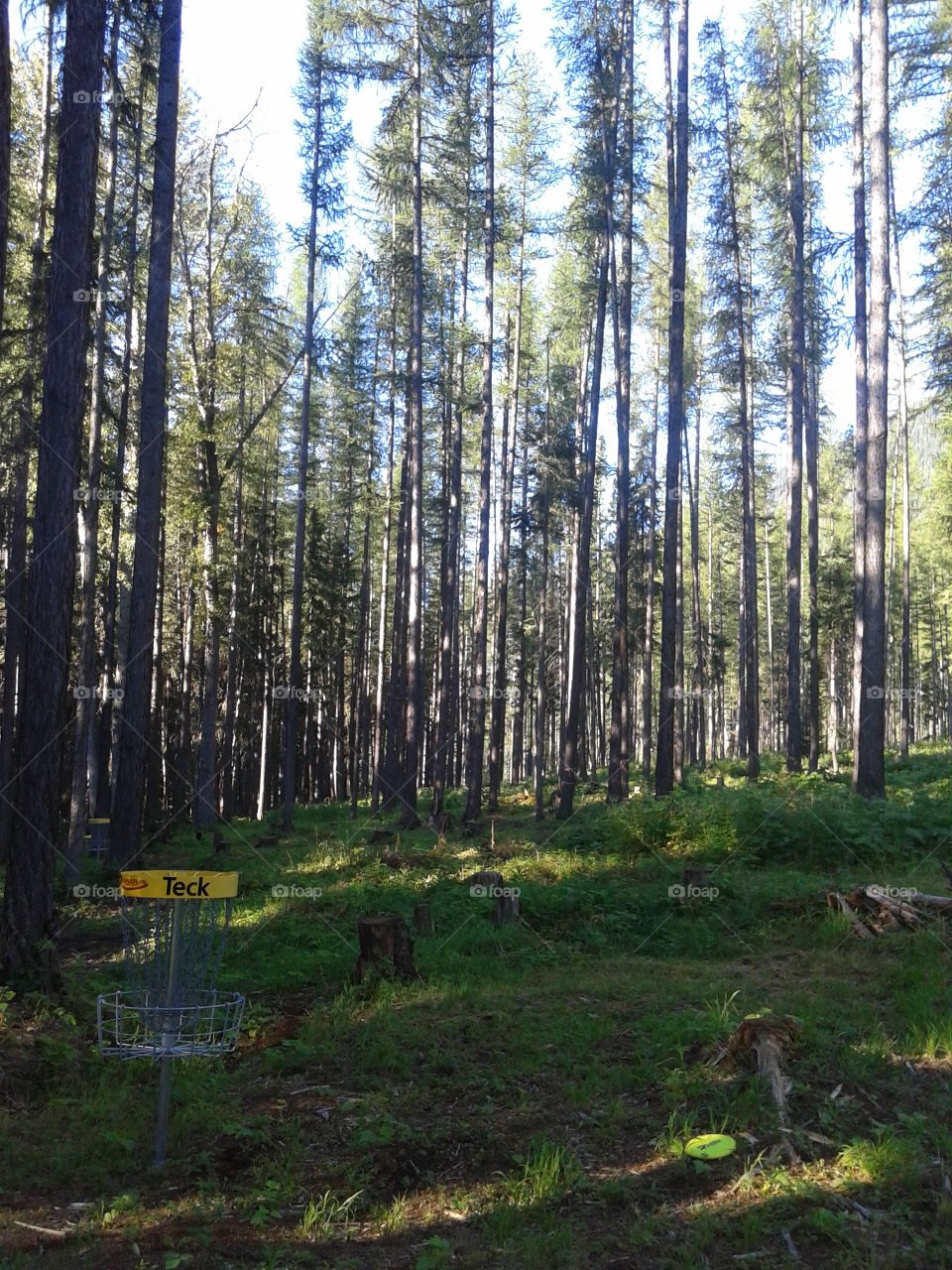 Disc golf in the BC forest