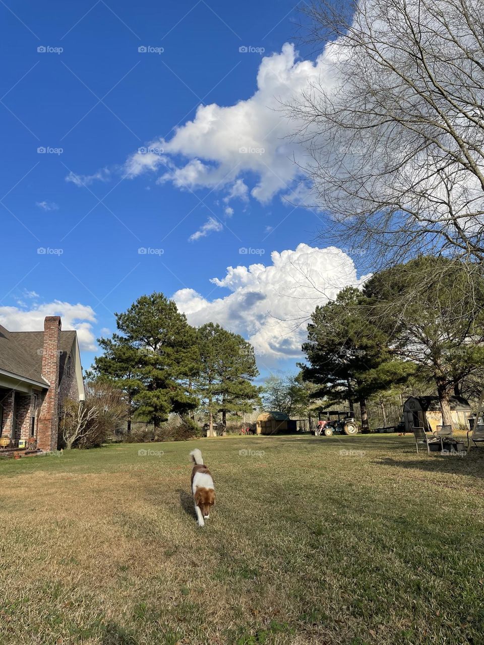 A beautiful afternoon with our animals. 