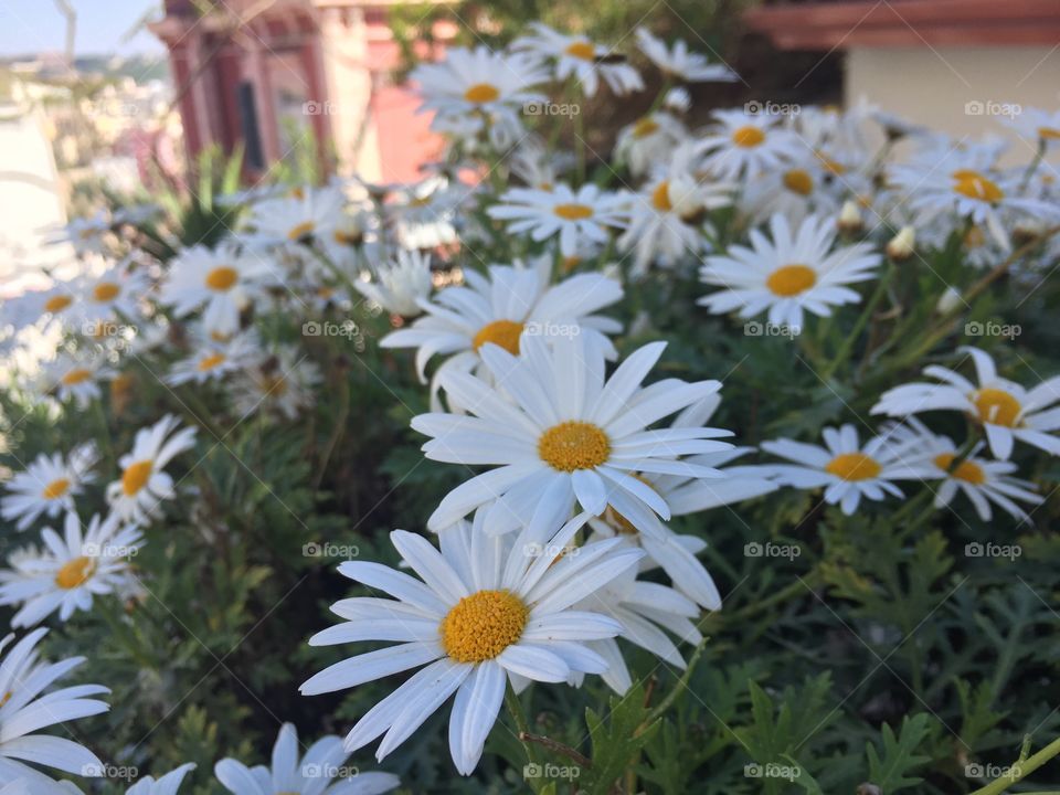 Italian daisies outside of a small house