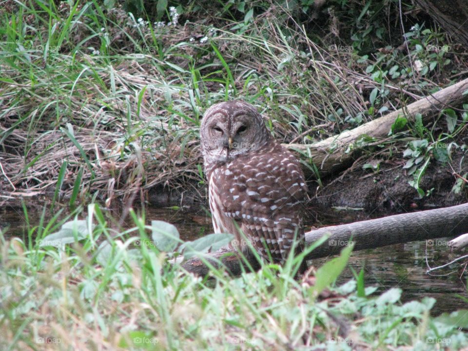 An owl resting on a branch by the stream that runs through the park.