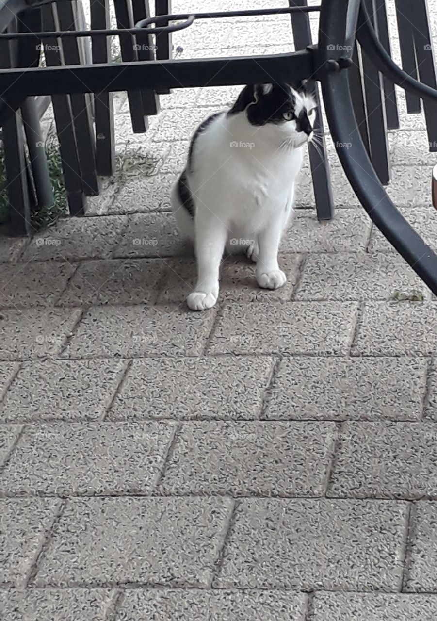 perpective - black and white cat under a row of metal legs of chairs and table