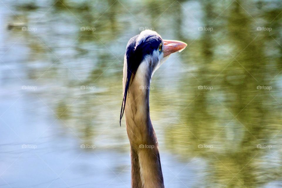 Back view of a great blue heron