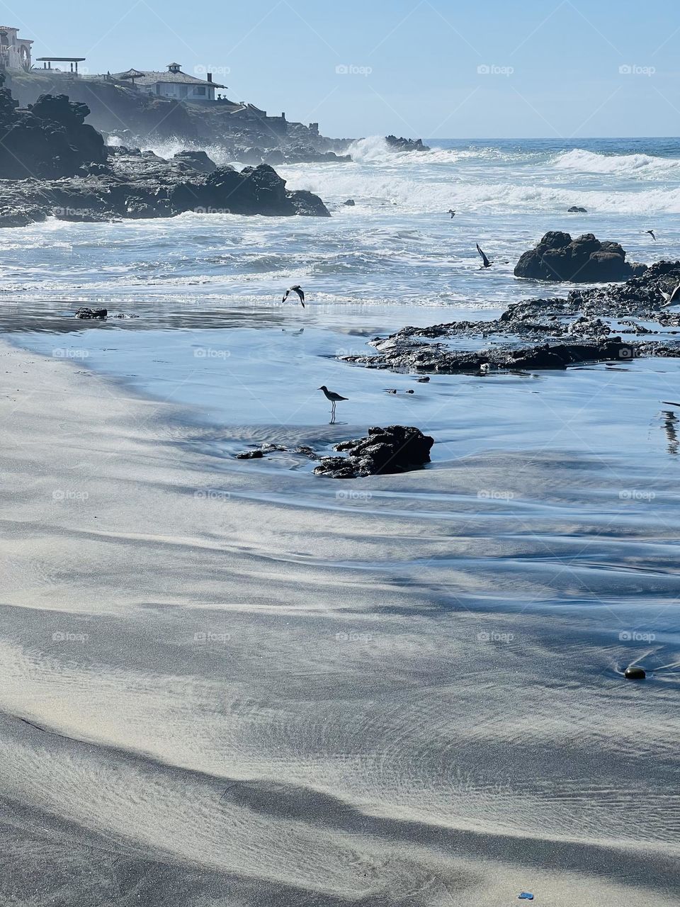 Ocean Breeze Birds