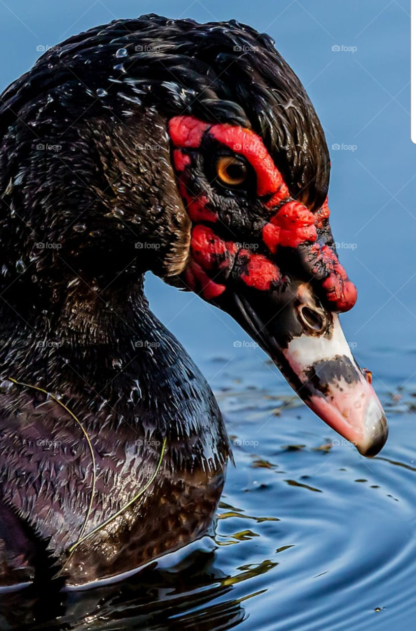 Japanese duck
