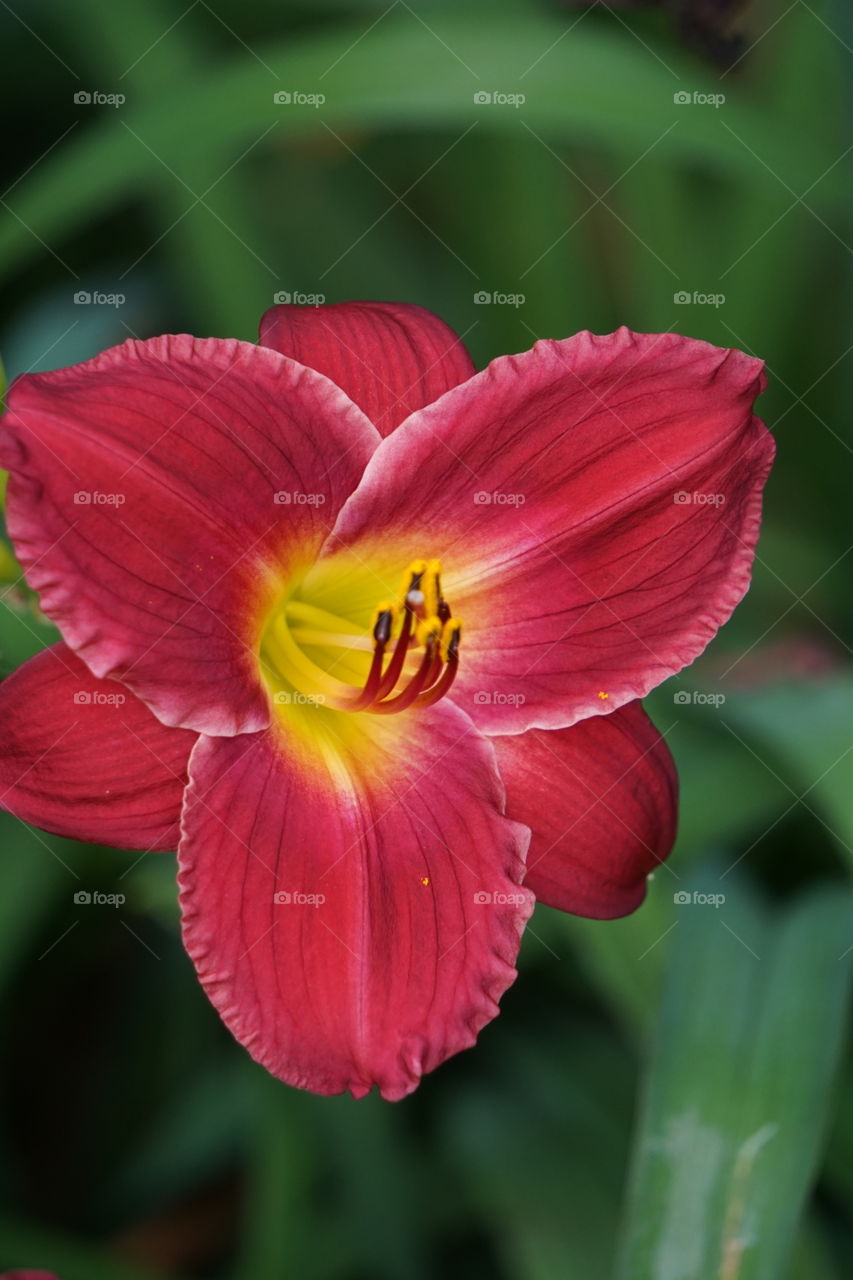 Burgundy Easter Lily.
