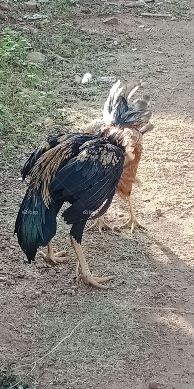 hen