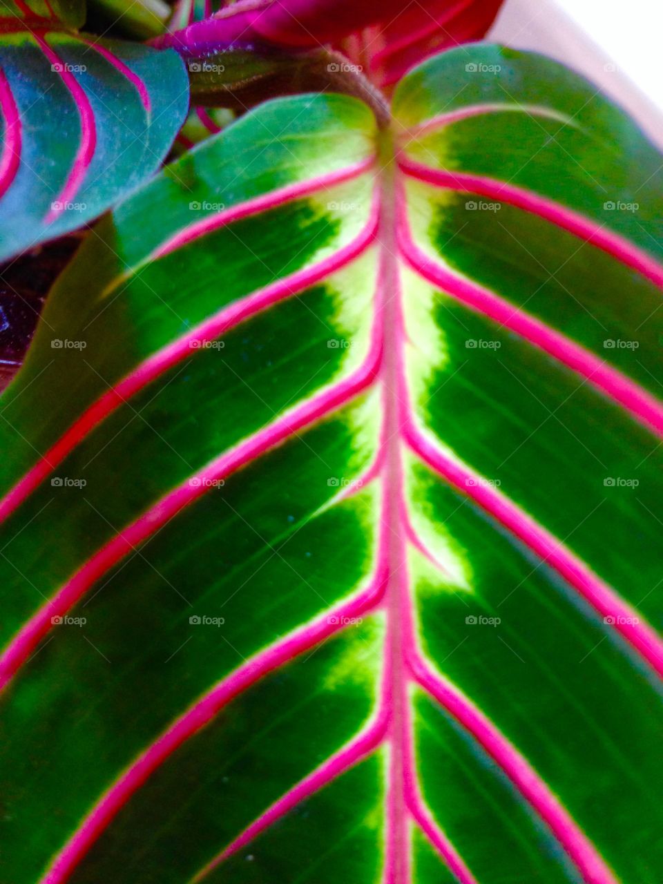 Flower. Close up of a colorful leaf
