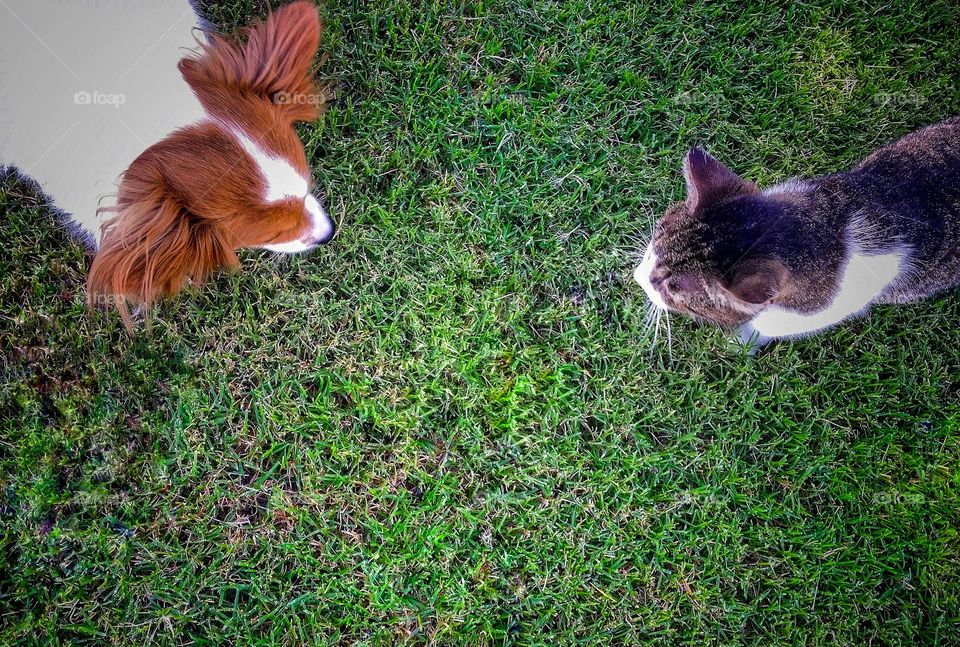 Good Friends, a Papillon Pup & Gray Tabby Cat Meet in the Green Grass of the Yard