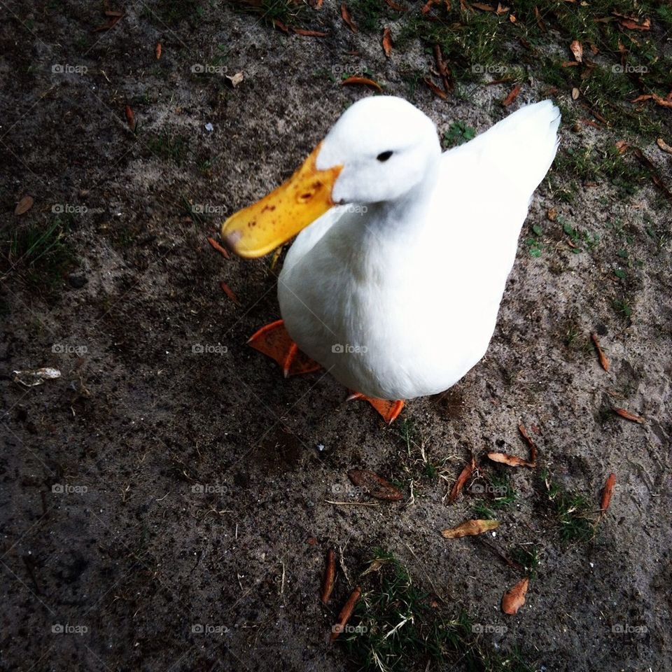 Close up of a duck