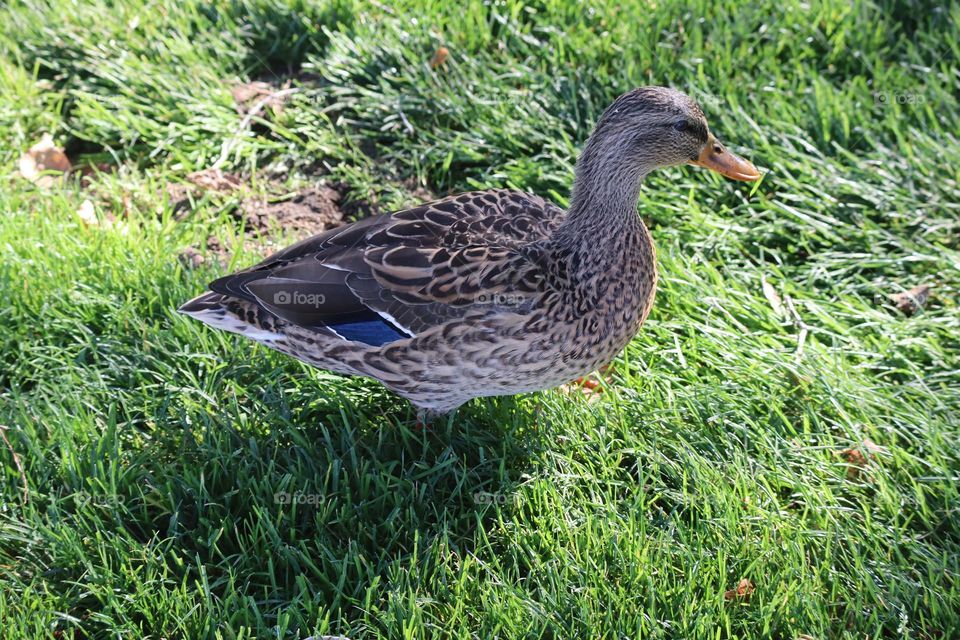 Friendly duck visiting