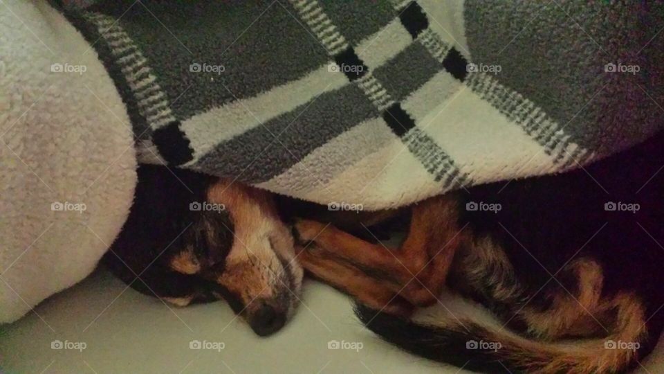 sleeping dog chihuahua