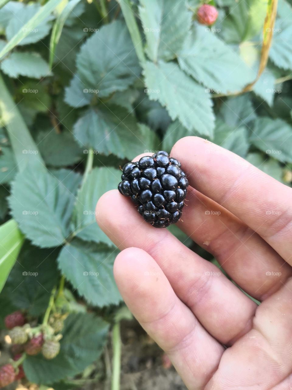 Blackberries