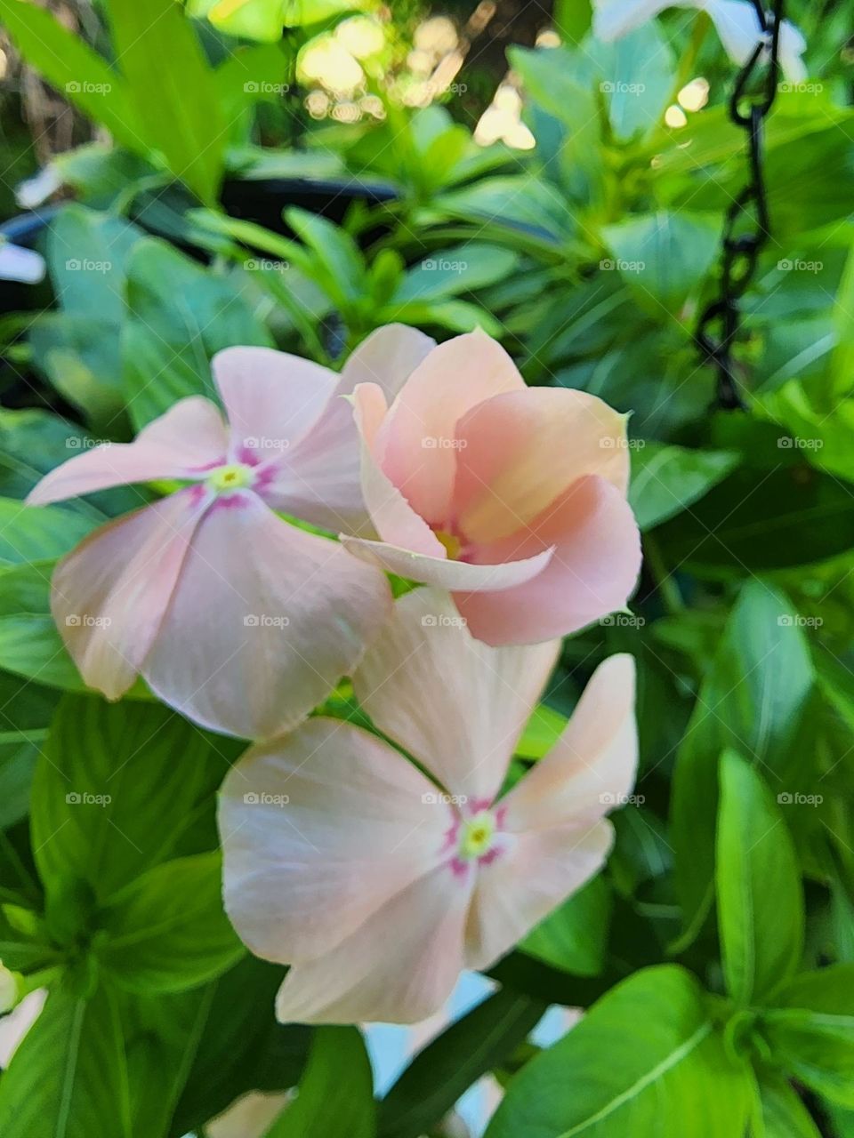 peach vinca