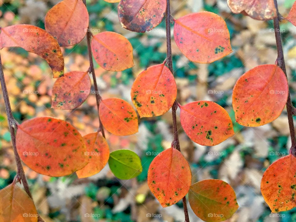 Autumn leaves