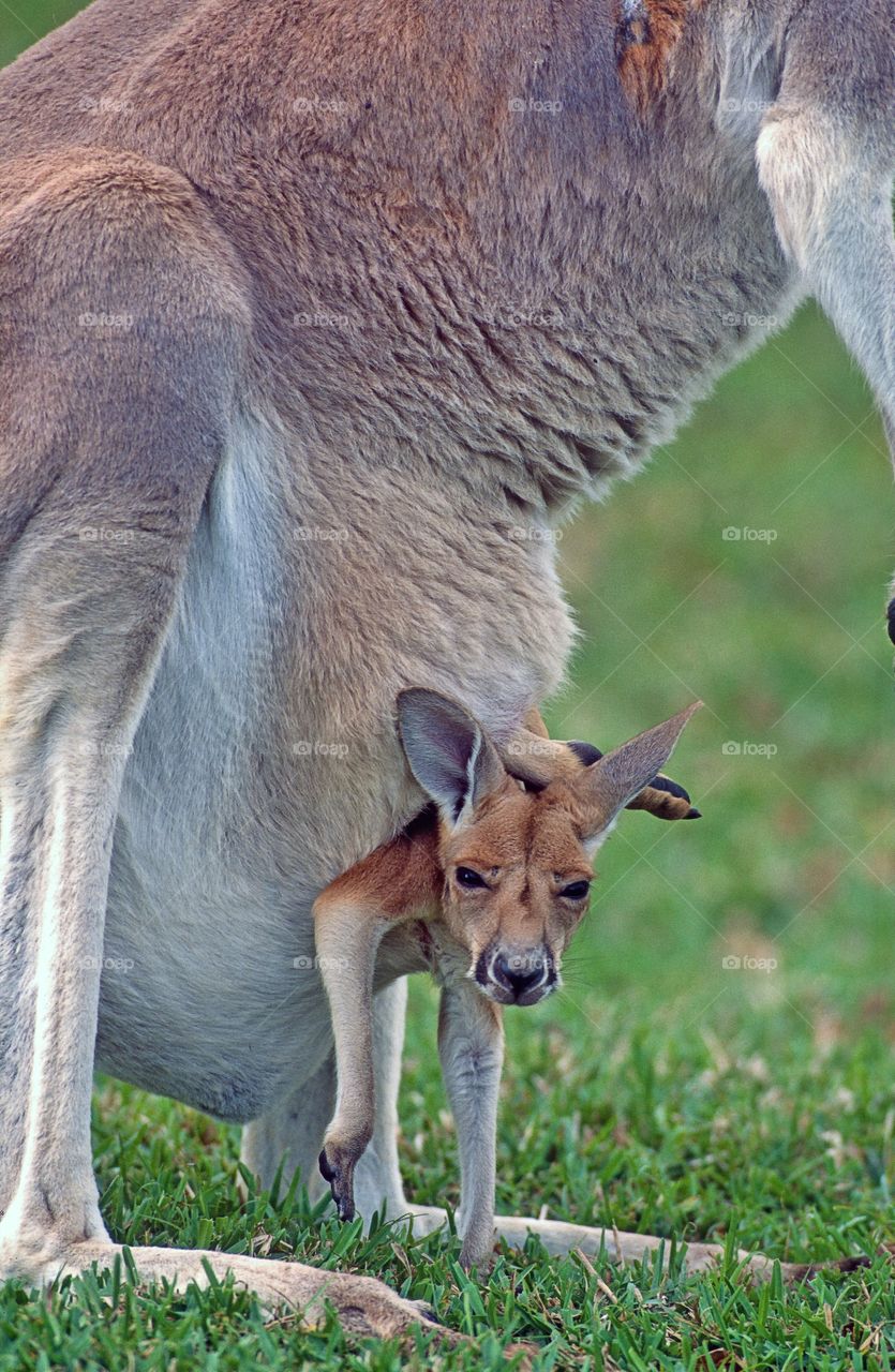 A Joey kangaroo looks out on the world from the safety of his mother's pouch.